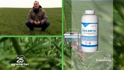 Ne zaboravite na pravovremenu zaštitu kukuruza 446