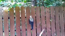 Man saves unfortunate crow with head stuck in fence