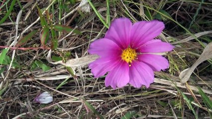 羽島市のコスモス畑
