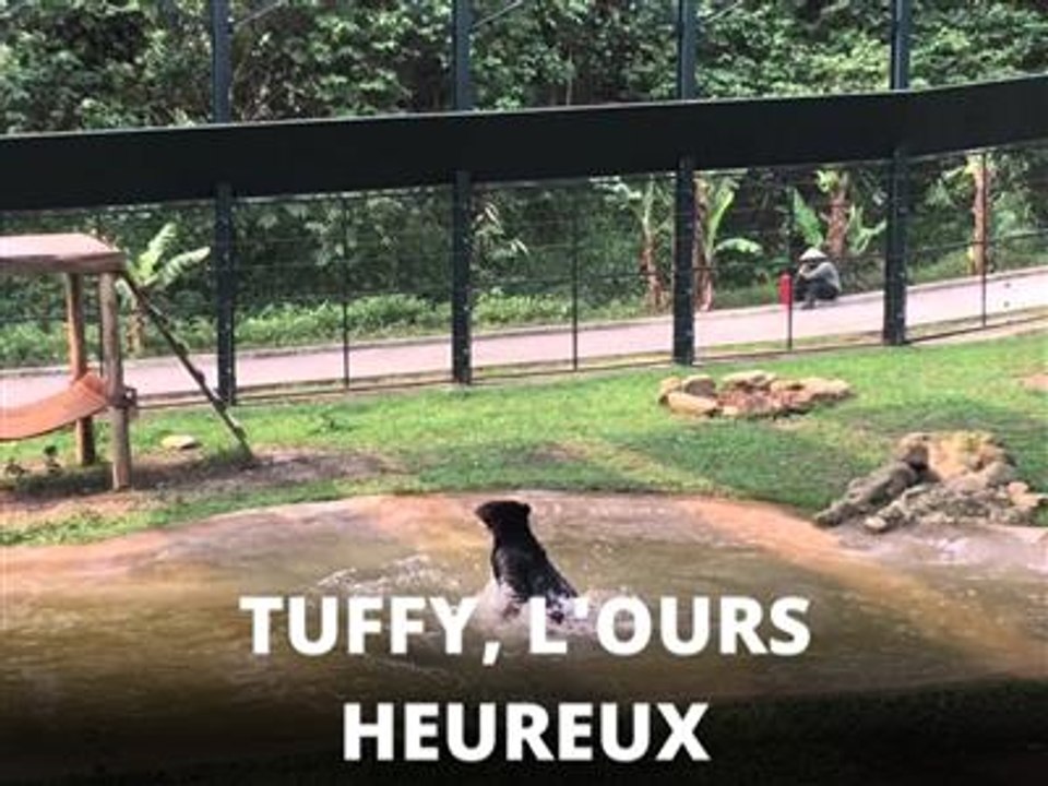 La vidéo qui remonte le moral : un ours qui s'éclate !