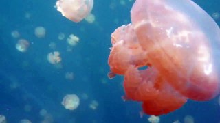 Amazing Sunrays at the Jellyfish Lake, Palau