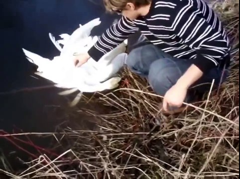 Они доплыли к берегу, к людям, чтобы те помогли им