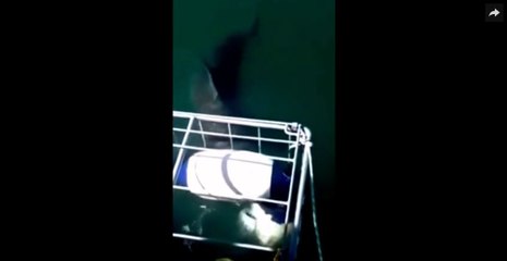 Un requin blanc parvient à s'introduire dans une cage de plongeurs