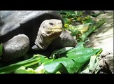 Turtles Feasting - Floreana Island - Galapagos
