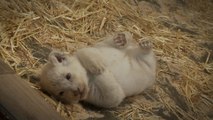 Zoo d'Amnéville : naissance de trois lionceaux blancs