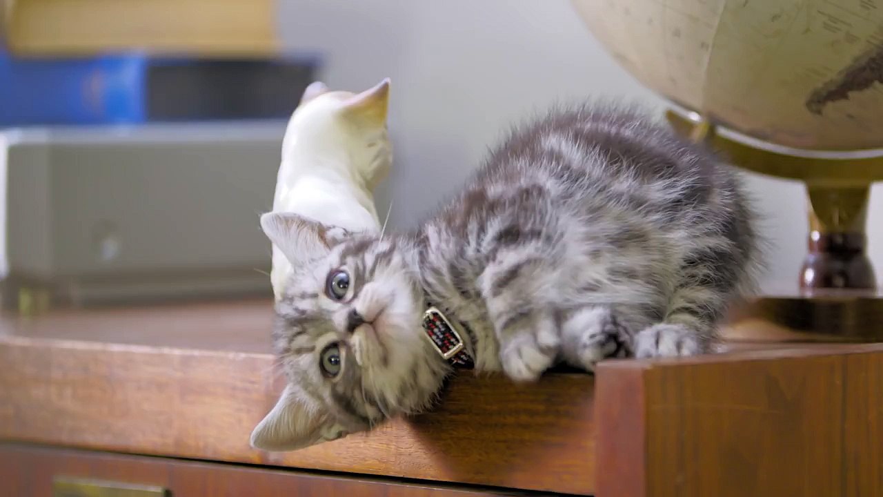 Dear Kitten: Beginning // Presented By BuzzFeed & Friskies