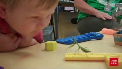 Mante religieuse VS gamin trop curieux! Bim, attaque fulgurante