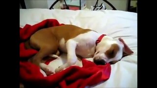 Khi những chú chó ngủ mơ - Cực hài =))