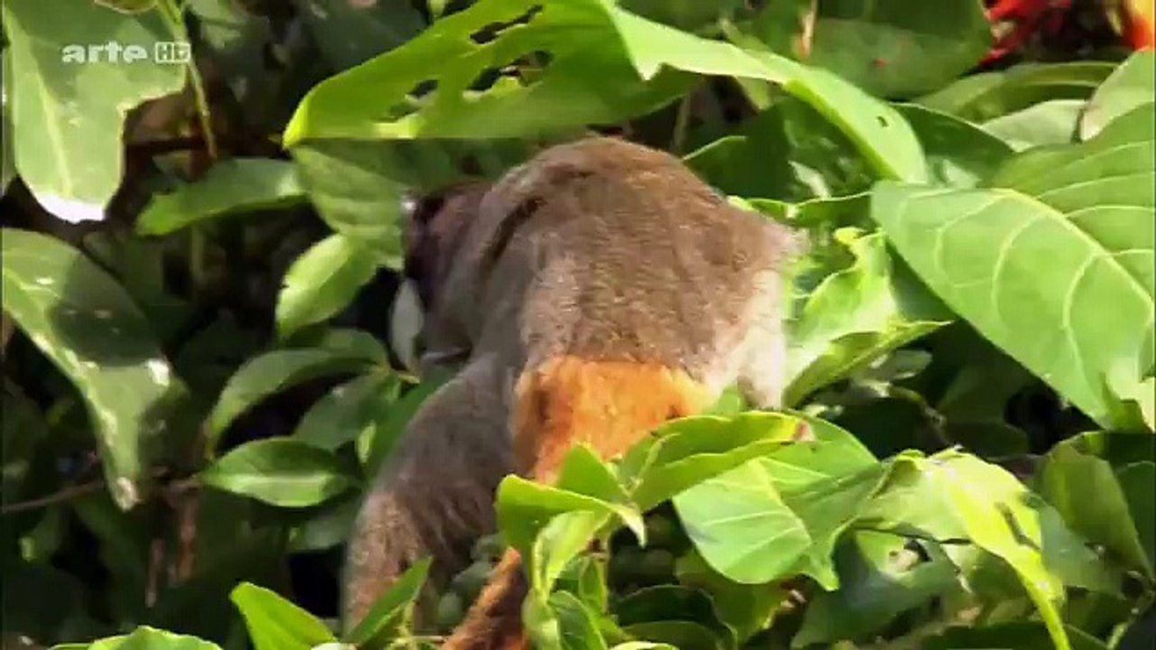La loutre géante (HD) ♦Les grands animaux d'Amé...
