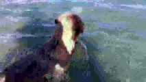 incredible diving dog