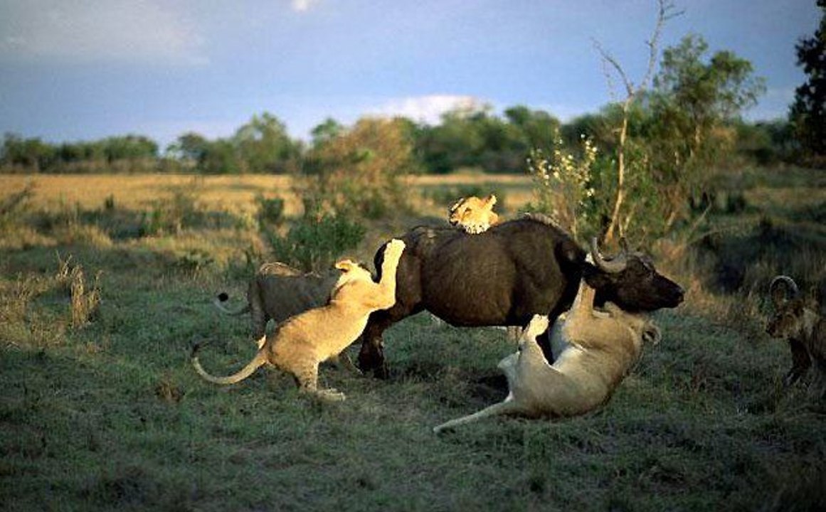 Lions attackking a Buffalo