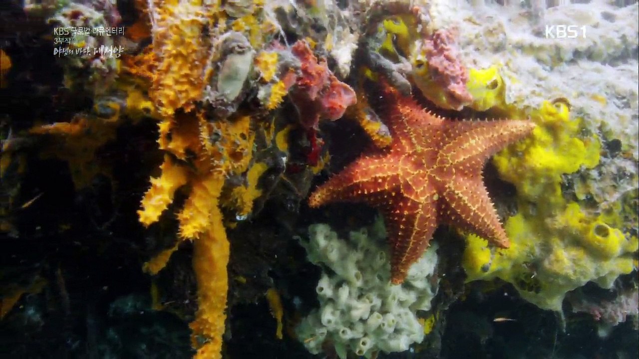 KBS 글로벌 다큐멘터리.160416.야생의 바다, 대서양 3부 천국에서 지옥까지 - 열대대서양.HDTV.H264.720p-Unknown