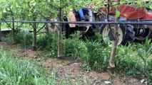 Kadıoğlu Traktör Ot Tırpanı Bodur Bahçe Çalışması
