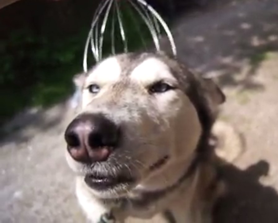 A husky happy to have its head rubbed