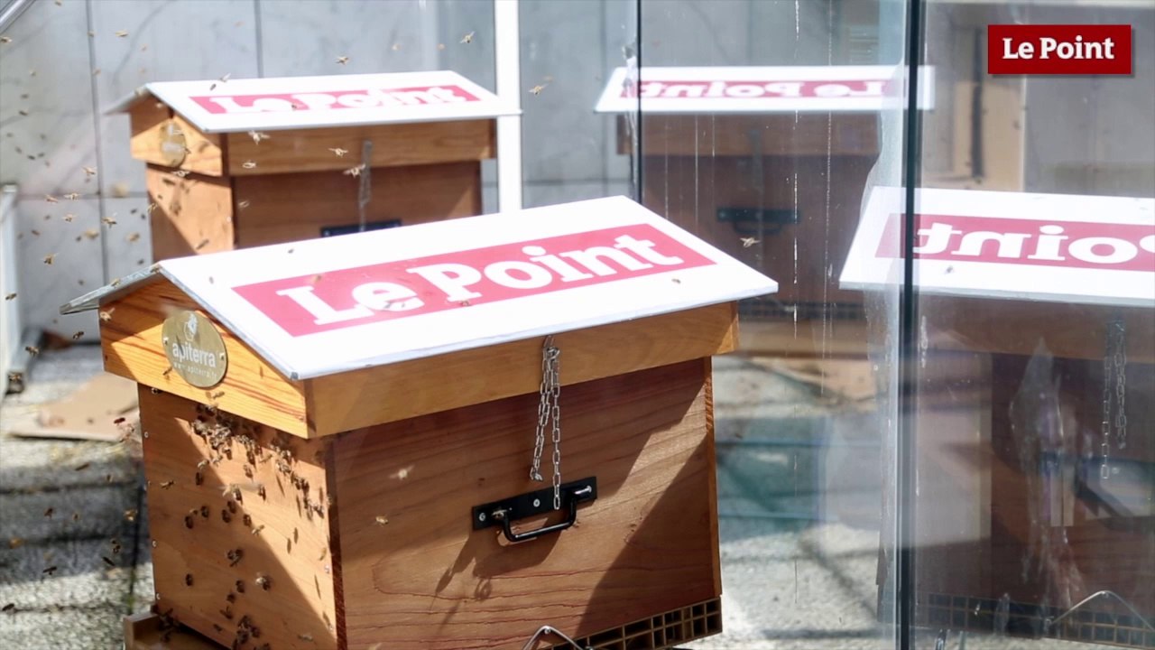 "Le Point" adopte deux ruches !