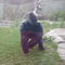 A gorilla loses its temper with zoo-goers!