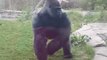 Um gorila se chateia com os visitantes!