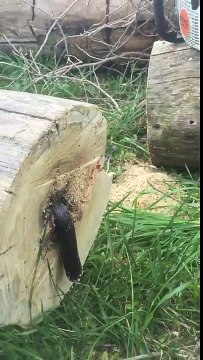 Un serpent sort d'un tronc d'arbre