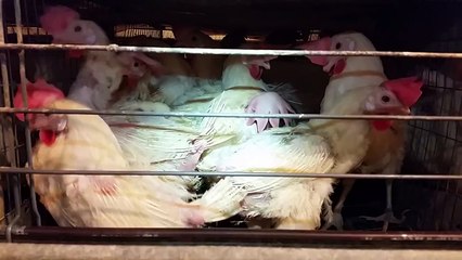 Costco Doesn’t Want You To Know What's Wrong With These Eggs