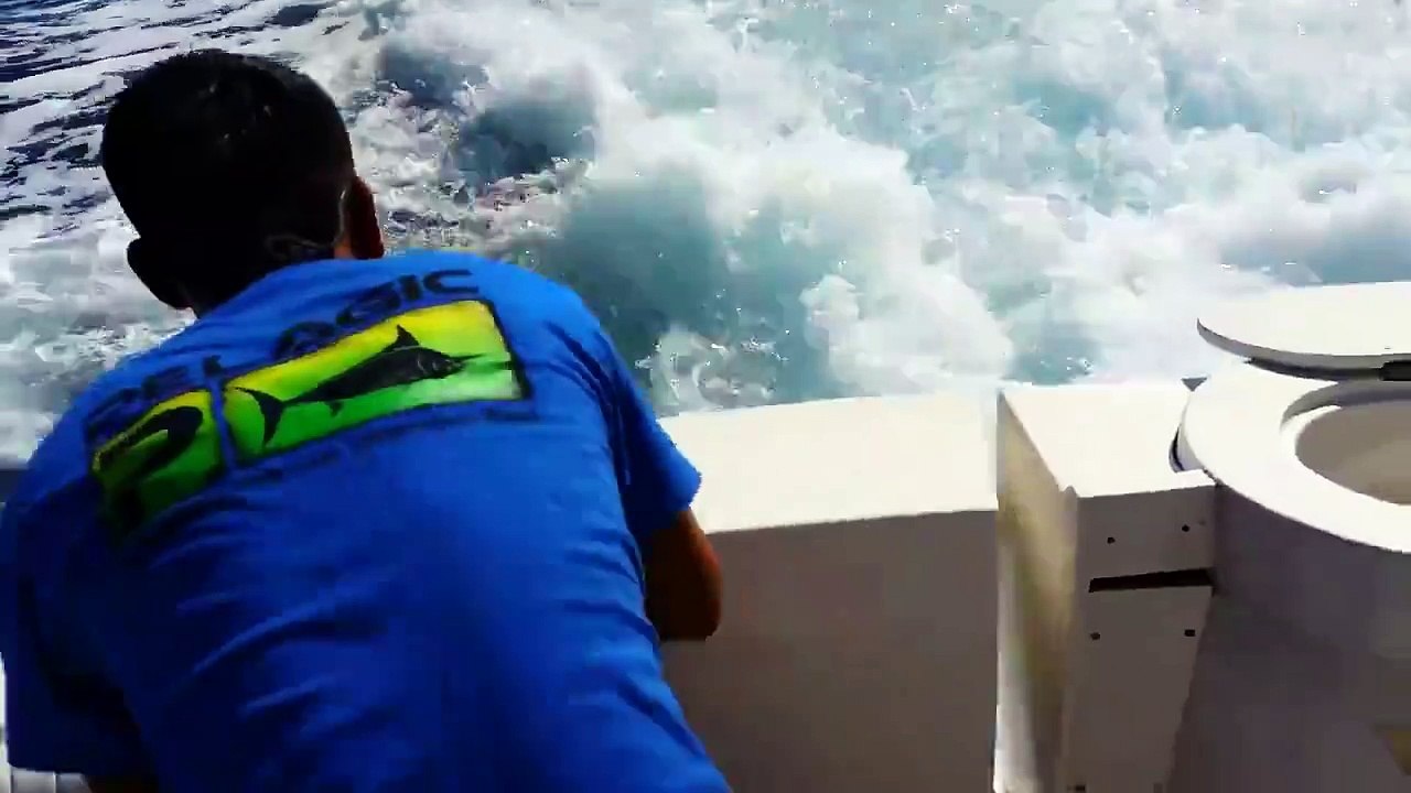 lmao sea lion attack )