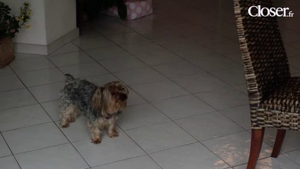 Frappé et mutilé, Icko, le petit yorkshire a trouvé le paradis