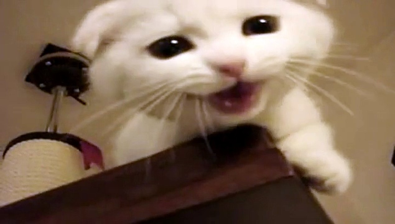 pauvre chaton il a peur