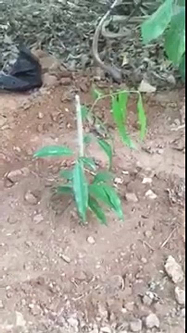 زراعة شجرة عود البخور في السعودية Video Dailymotion