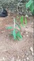 زراعة شجرة عود البخور في السعودية