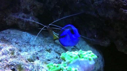 Cleaner Karides ve Blue Tang Temizlik Operasyonu