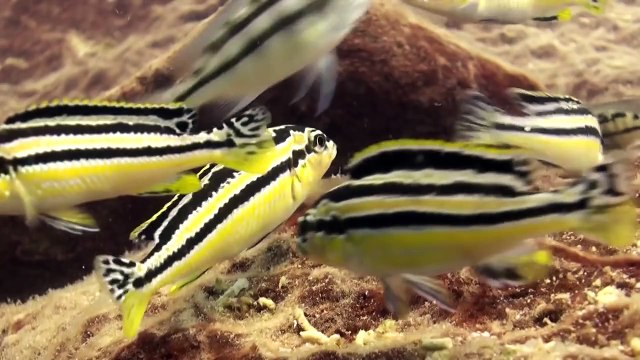 Malawi Gölü Belgeseli 2015 - Lake Malawi 2015