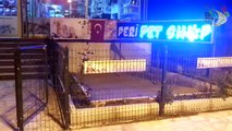 Peri Pet Shop (Erhan Osman Mısırlı) Antakya - Hatay