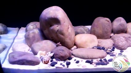 Tanganyika Biyotop Çalışması (Başlangıç)