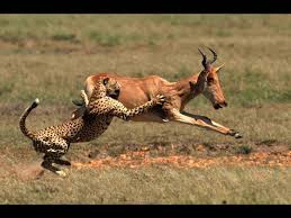 Tiger vs Deer