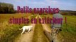 nicedogs exercices chien en extérieur plus exercices gamelle