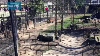 Une femme descend dans l'enclos des tigres récupérer sa casquette