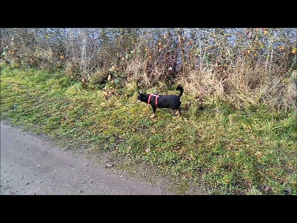 Minipouce fête ses 10 ans, souvenir d'une ballade en janvier 2016 !!!