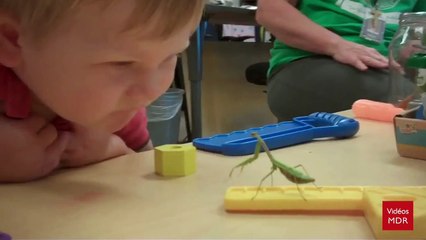 Mante religieuse VS gamin trop curieux Bim, attaque fulgurante