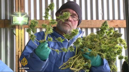 Chile pioneering the use of marijuana for medicinal purposes 