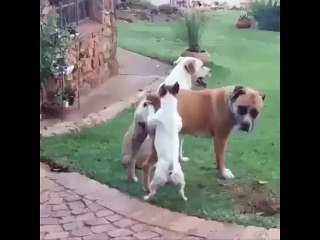 Mission Impossible (Dog Version)