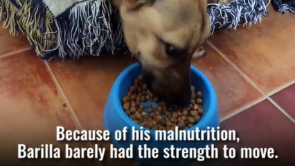 This dog's recovery is amazing