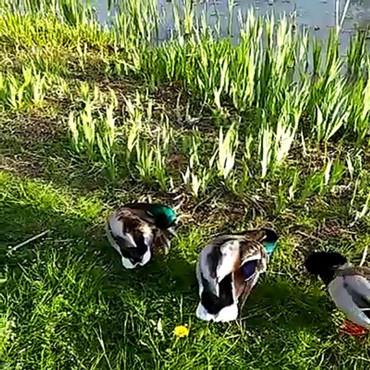 Ducks #DailyWalk