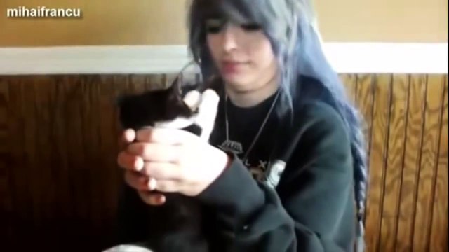 Смешные кошки ׃)