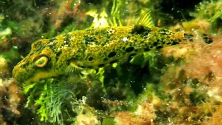 Green pufferfish PC020165