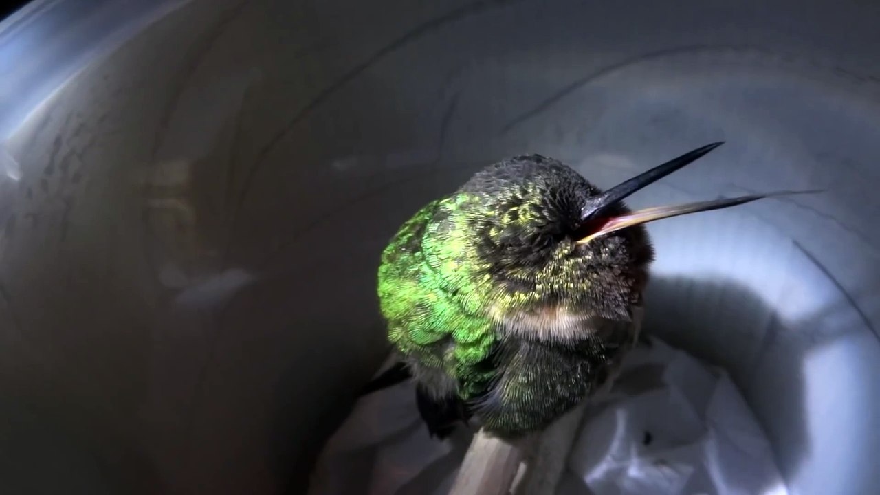 Ce superbe petit oiseau colibri "ronfle" en sifflant quand il dort