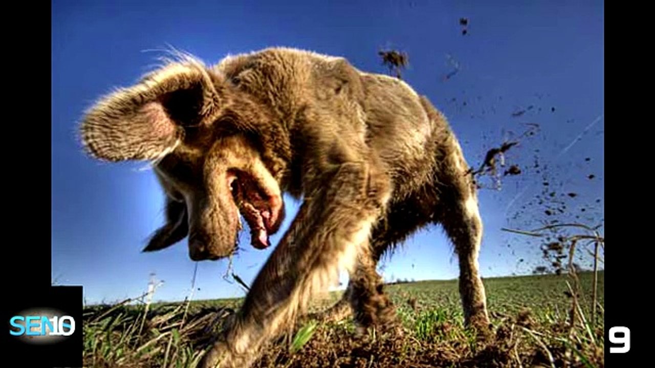 10 Things You DIDN'T KNOW About Your DOG - Top 5 Countdown
