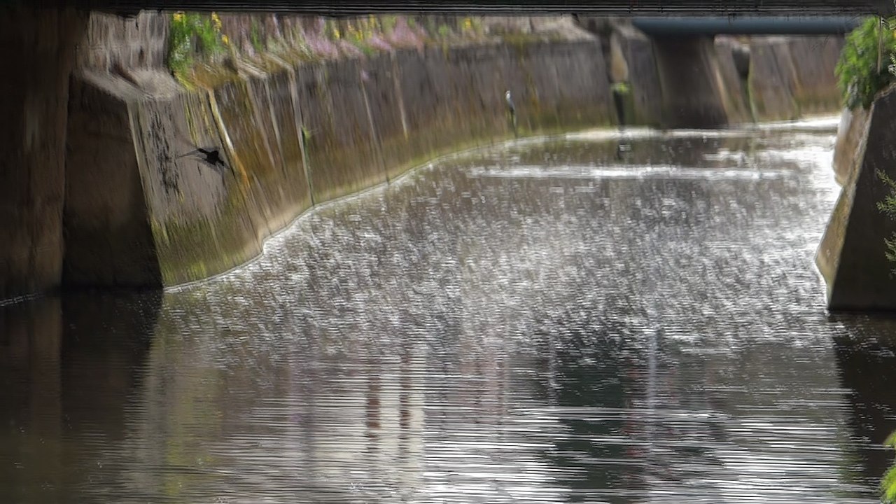 Hirondelles rustiques - Soulaines-Dhuys, le 21 avril 2016