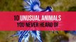 10 Most Unusual Animals That Actually Exist