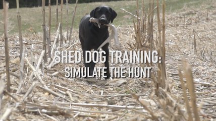 Shed Dog Training: Simulate the Hunt