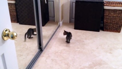 Kitten battles reflection in the mirror