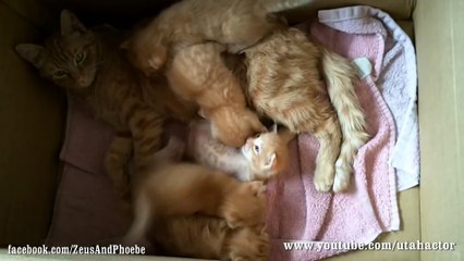 Cute Ginger Kittens Playing with their Momma